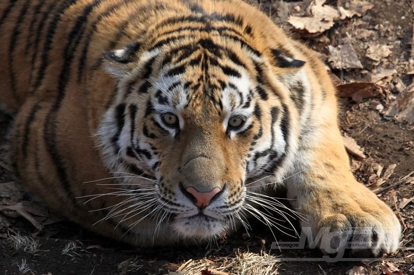 Фильм «Тропой амурского тигра» получил Гран-при международного фестиваля