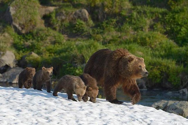 Фильм «Медведи Камчатки» покажут на фестивале документального кино в Европе