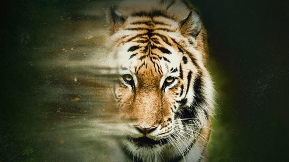 В Москве состоится показ «Спасти тигра» с участием режиссера Росса Кауфмана
