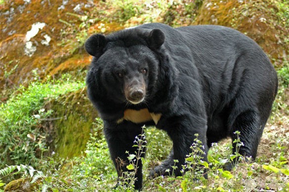 Пермские документалисты снимают фильм о жизни гималайских медведей